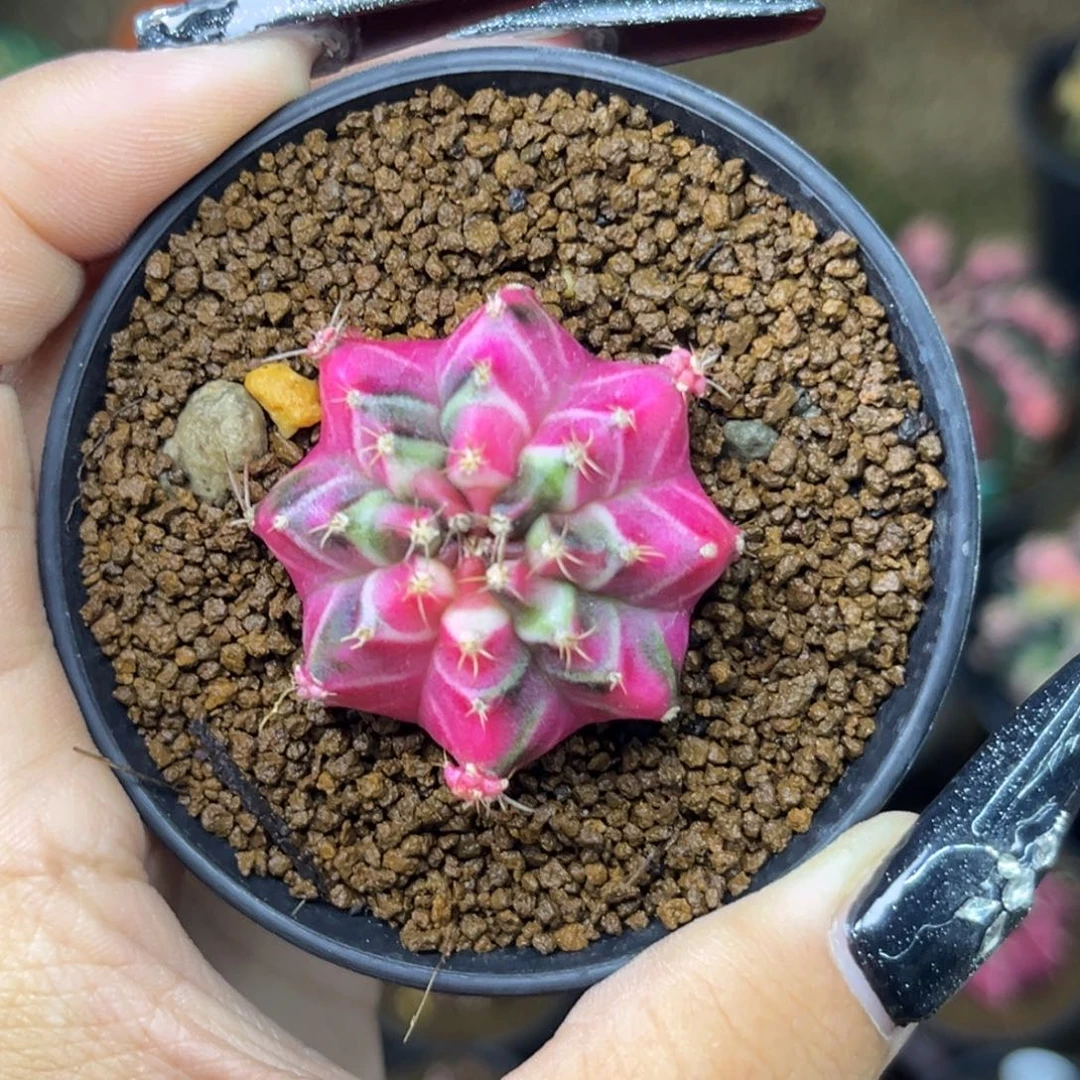 侧牙米哈 带盆土发货