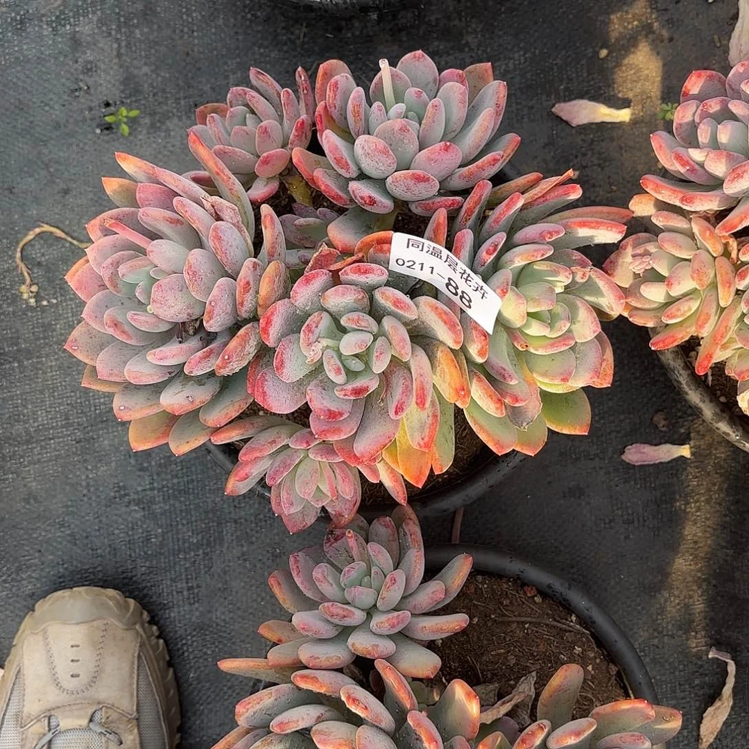 同温层多肉88灰姑娘