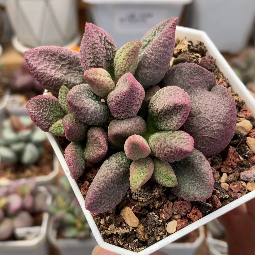 实生新品14号水泡多肉植物