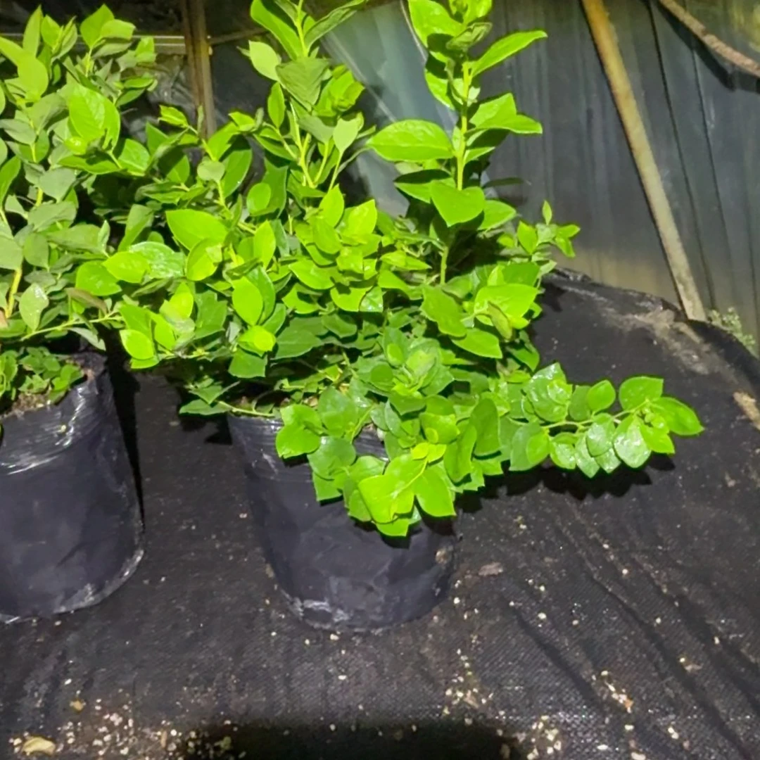 云*大钵25一物一拍2557