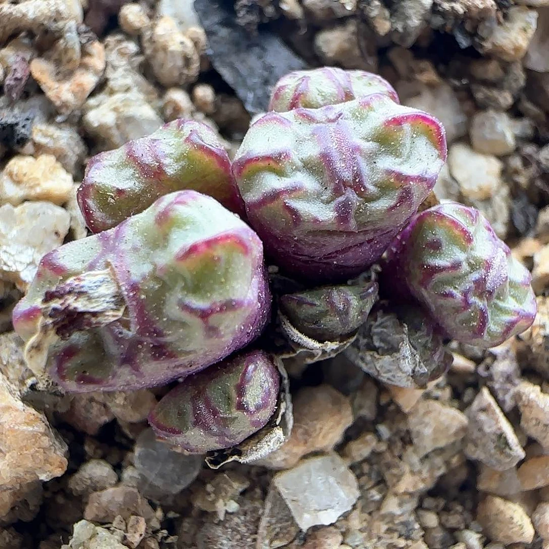 大年初三快乐23233