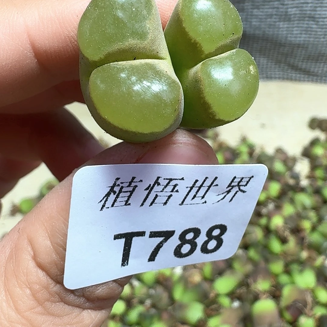 A**.多肉植物的润泽额f f