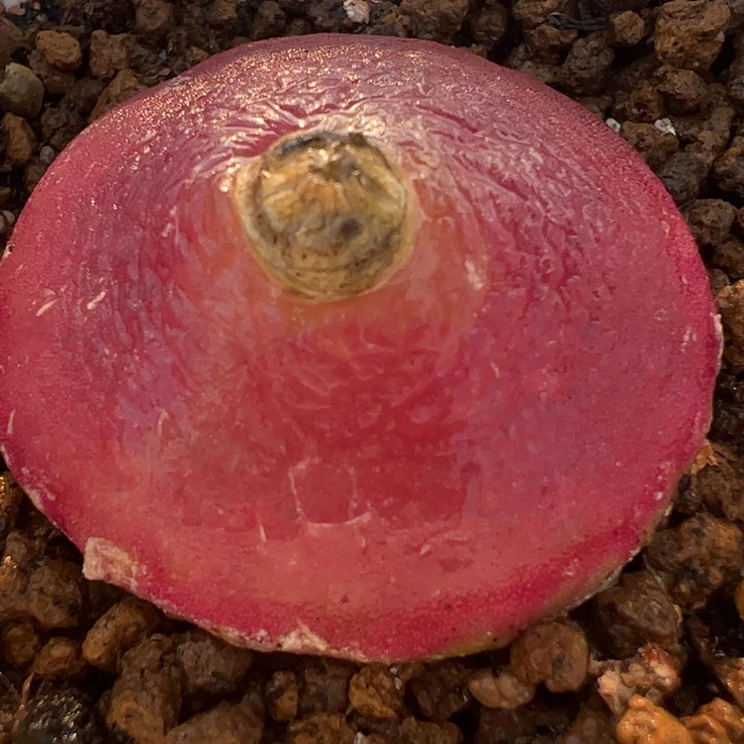 飞碟母本3.3厘米灯泡多肉