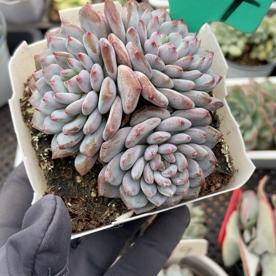 1604玉芙蓉多肉植物