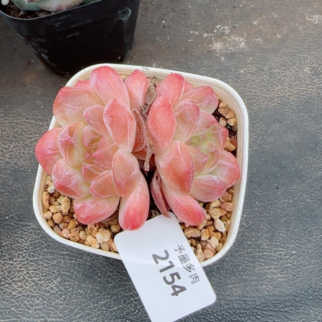 黛玉冰魄，2154多肉植物