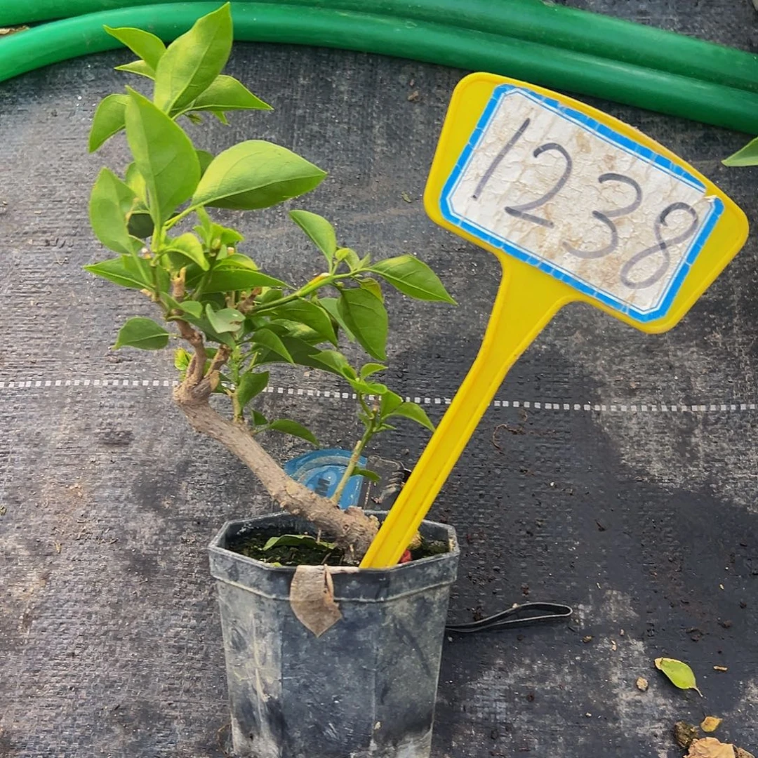 当前无花栽培后可以开花 造型 绿叶水晶 大宝 1238