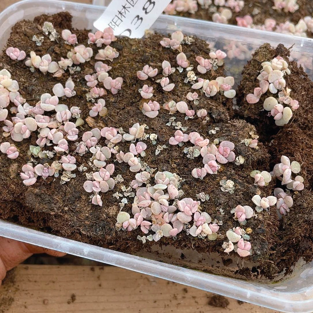 多肉植物多肉植物386