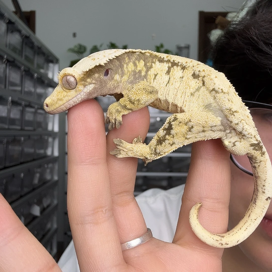 睫角守宫超级奶油