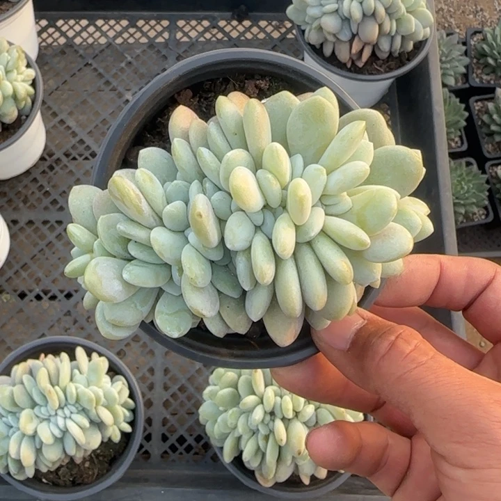 粉兔缀小树五十包邮