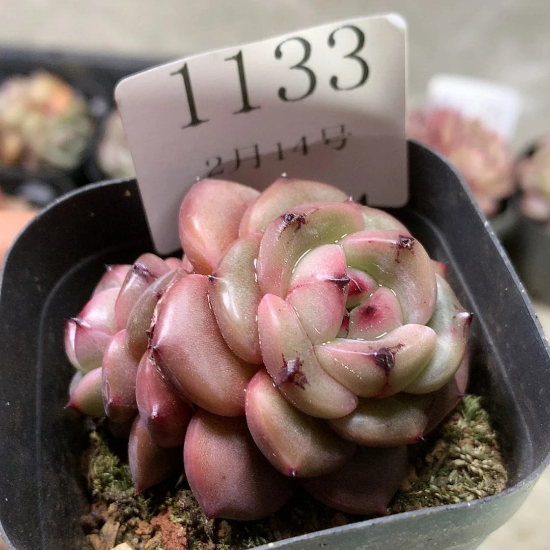 【闪购商品】云1133