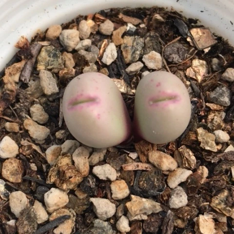 多肉肉锥 粉嘴小拳拳