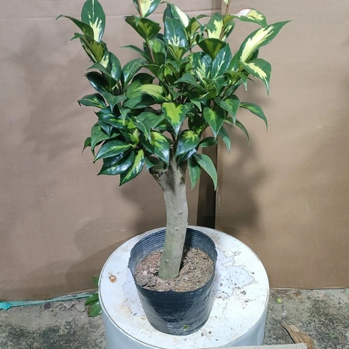 282朝日之雪，原盆原土发货，不包邮