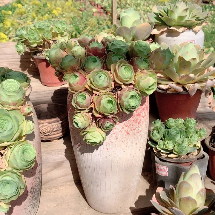 拇指玫瑰多肉1-2厘米30个