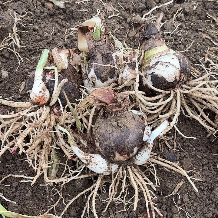 喜**见杂交大小26棵开花无售后