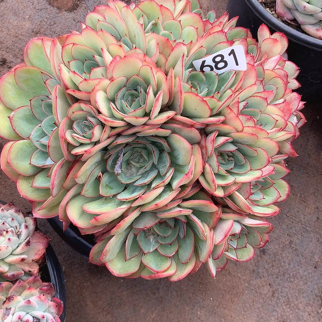 681牡丹亭 一物一拍多肉