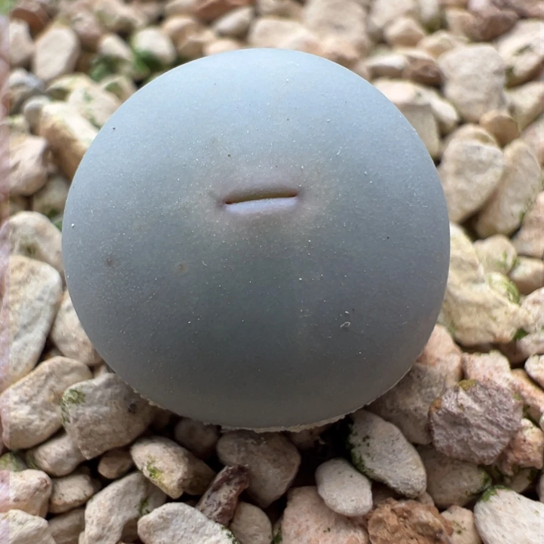 165青蛙优选434v嘴1.4