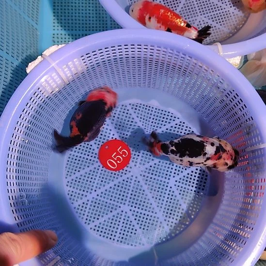金鱼055兰寿两只特价顺丰包邮