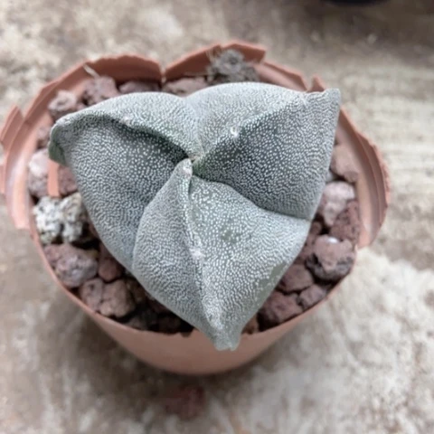 三角仙人球15米仙人球