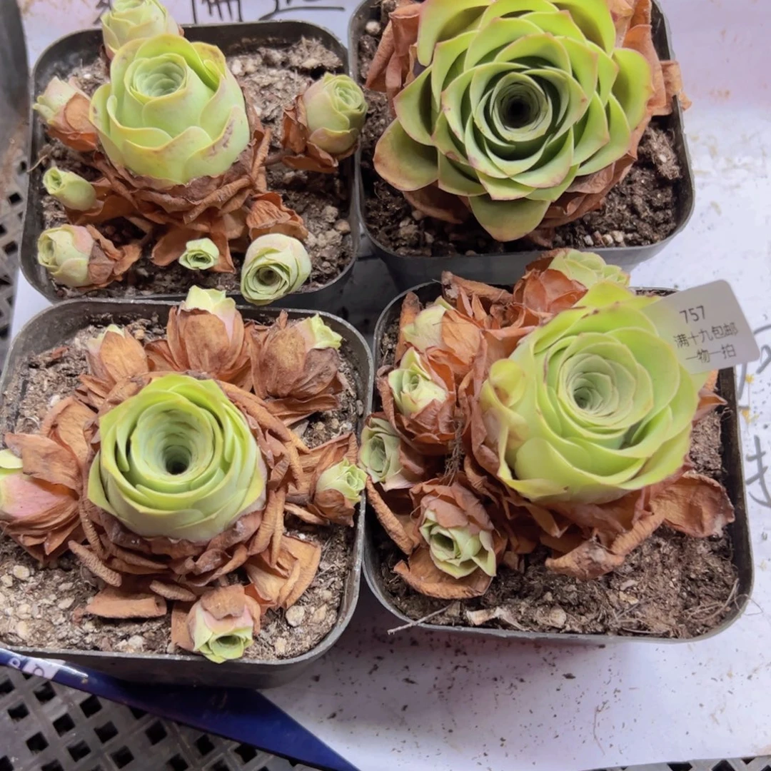 757 侧牙掉了不包损无售后