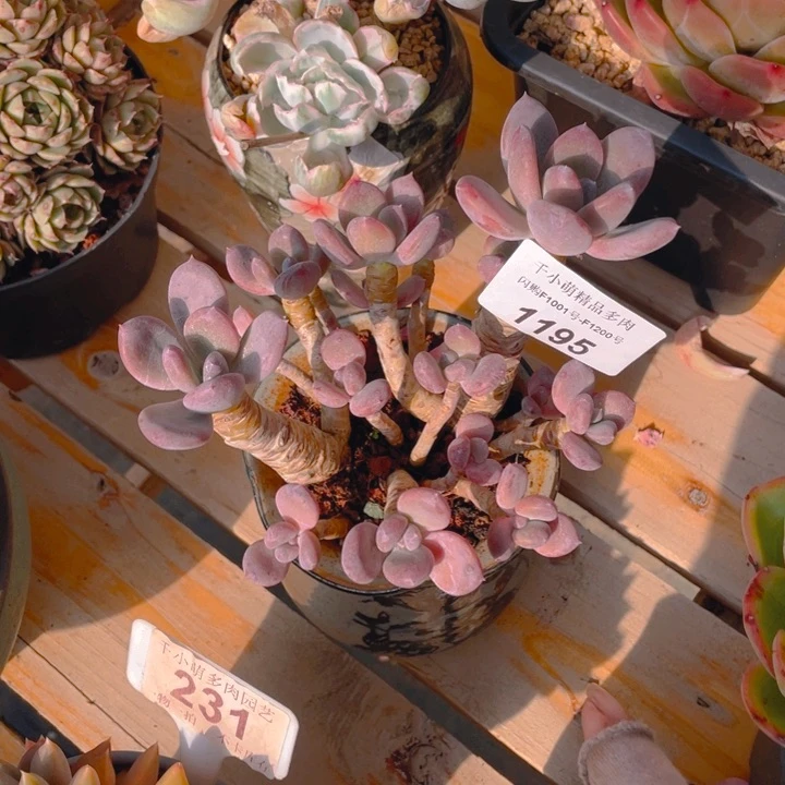 筱*谢谢你的支持00001195