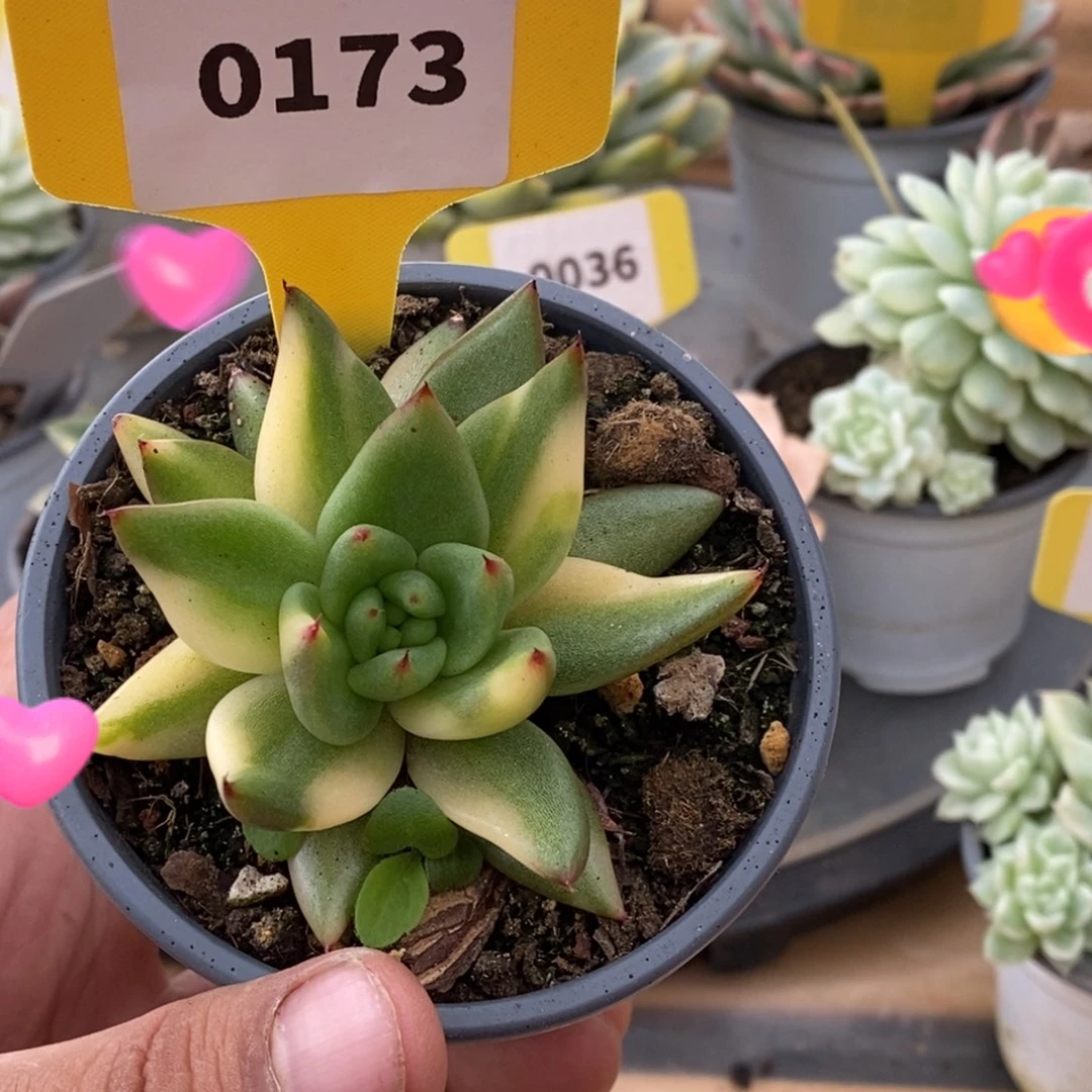0173东云杂哈哈嗨啊