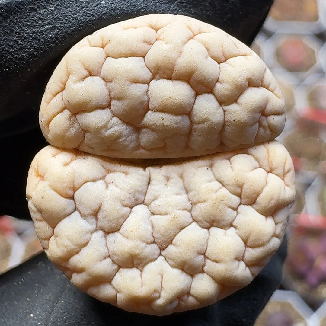 生石花111111。   280
