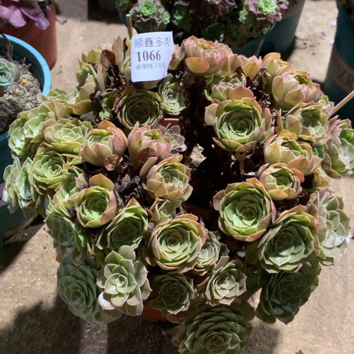 1066万圣节多肉特价不售后