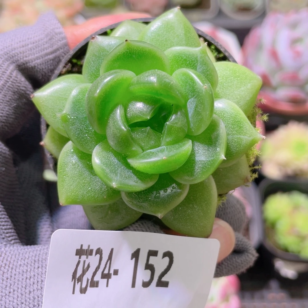 花利美24-152珍妮