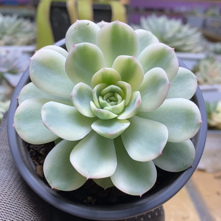 024茉莉花锦锦锦锦锦锦