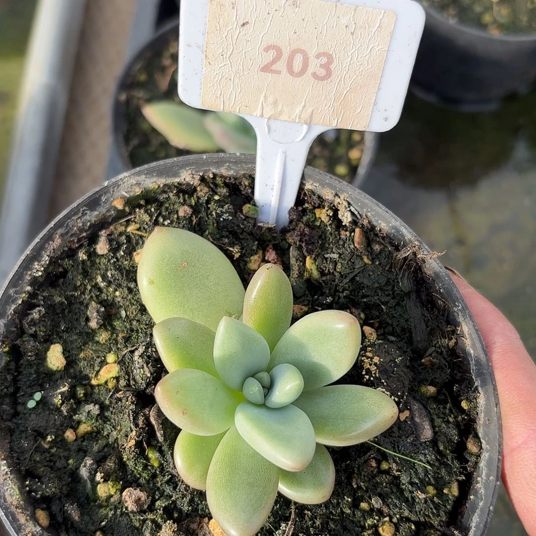 白赫本123456789101112