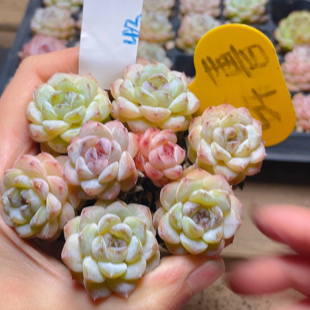 量拍多肉植物多肉植物42