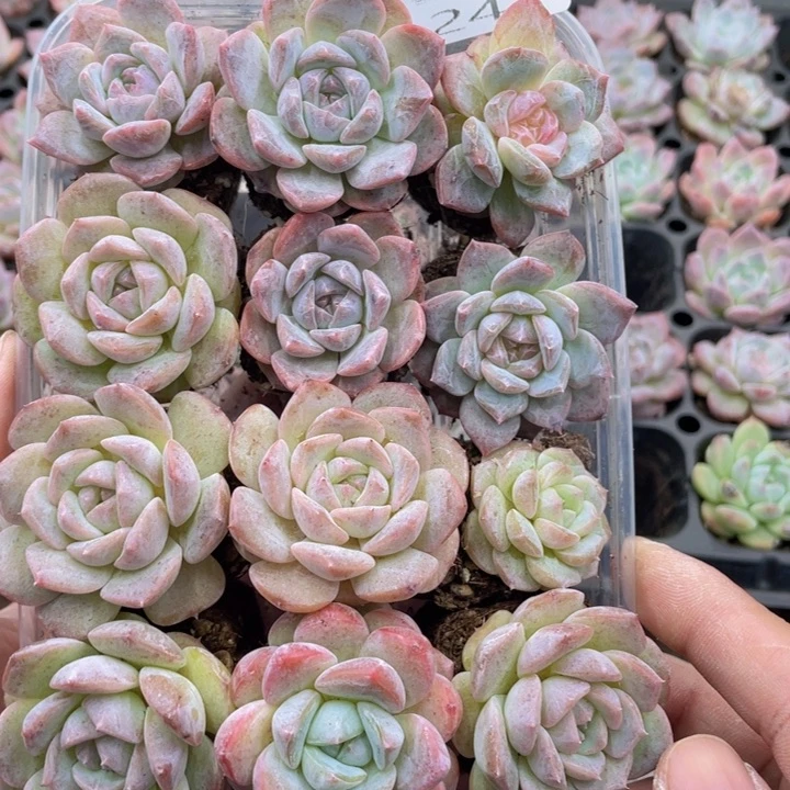 云糖心多肉植物241