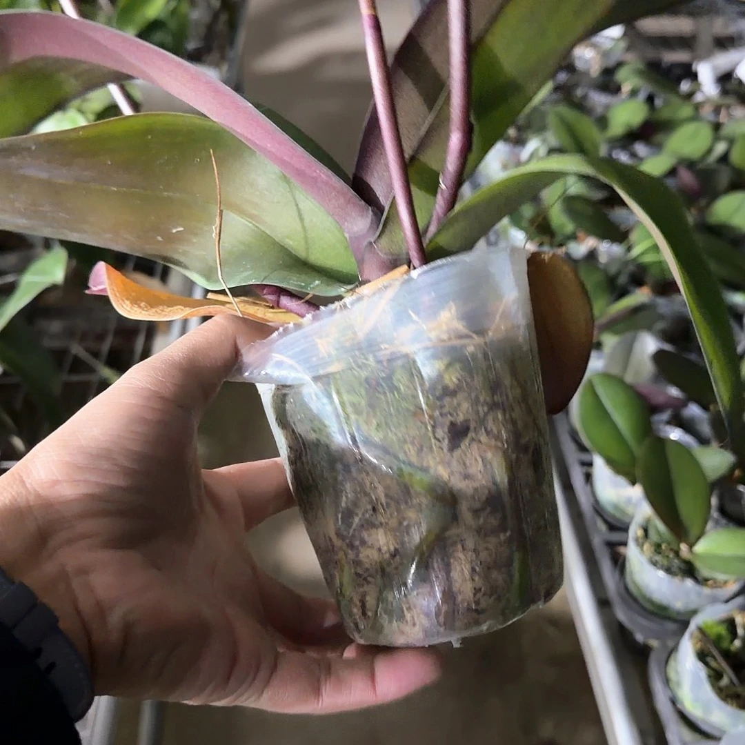 无花朵3梗天后一号