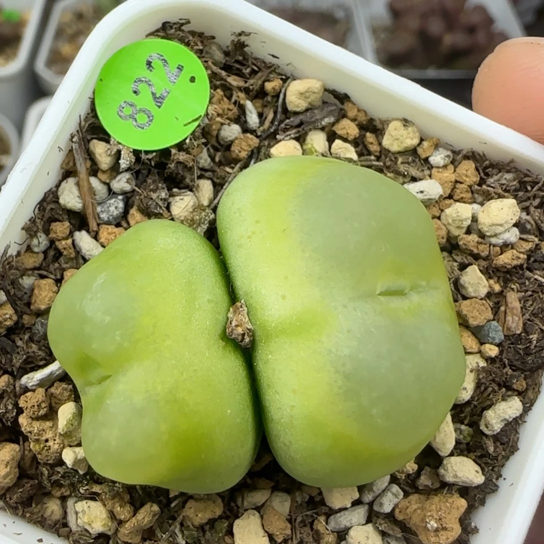 拉登双头2.3/2.8多肉822