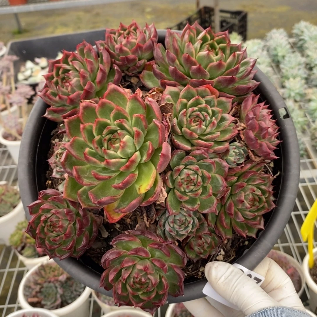 2237蓝龙多头一物一拍