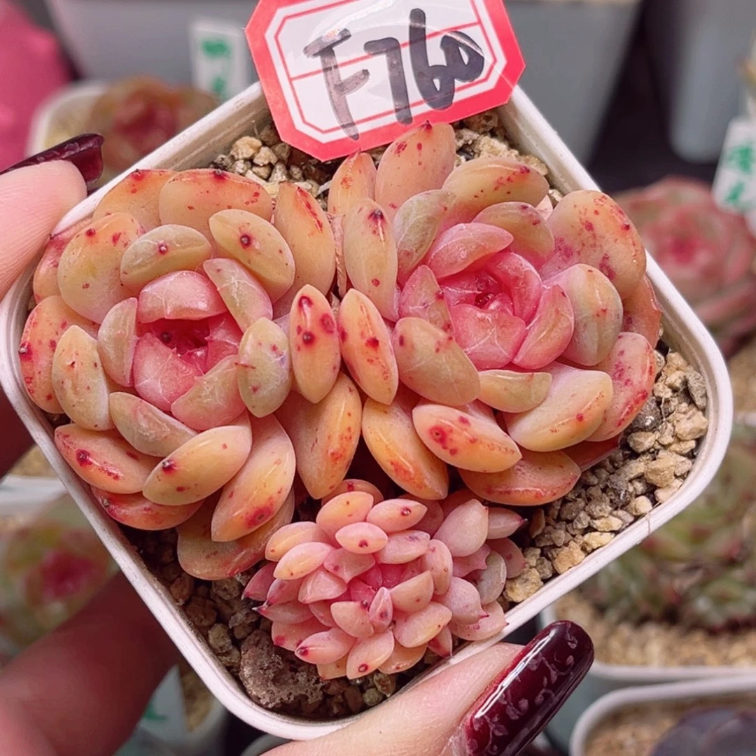 F760一物一拍 红恋缀