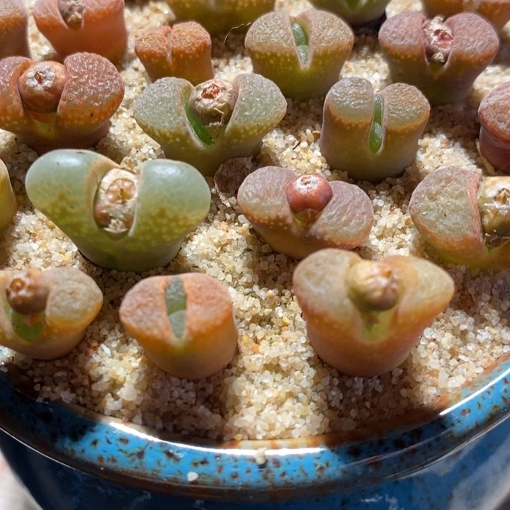 编号混风铃一颗一颗