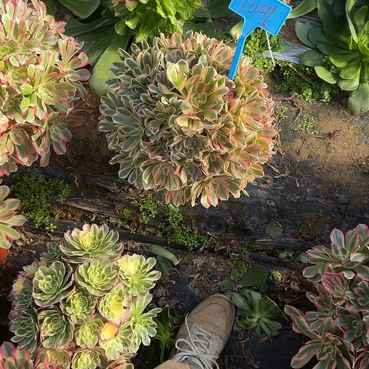 茉****1091粉女郎多肉哦哦哦哦哦哦