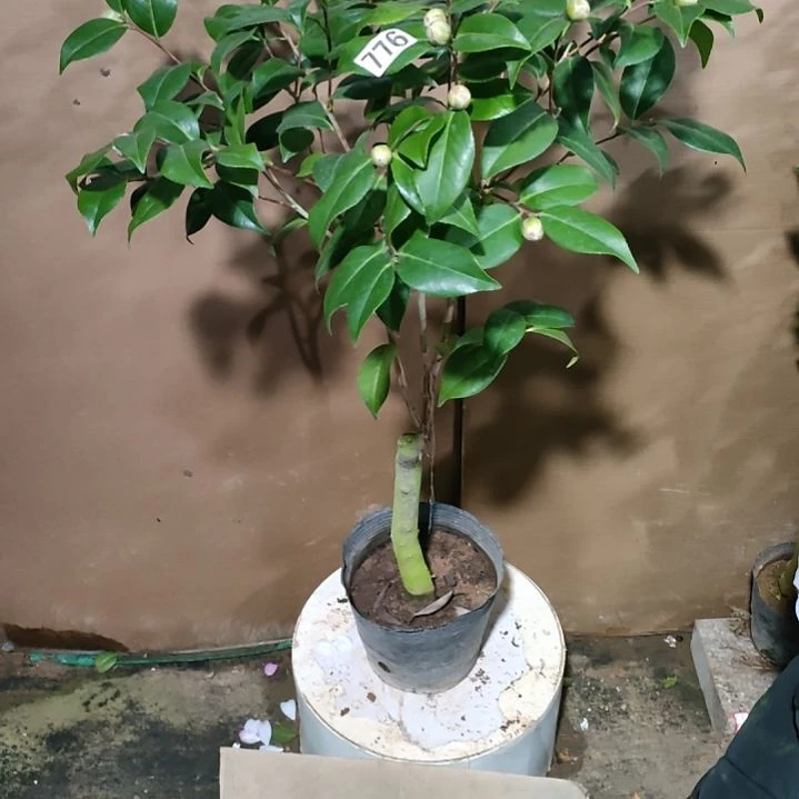 776圣诞帽，原盆原土发货，不包邮