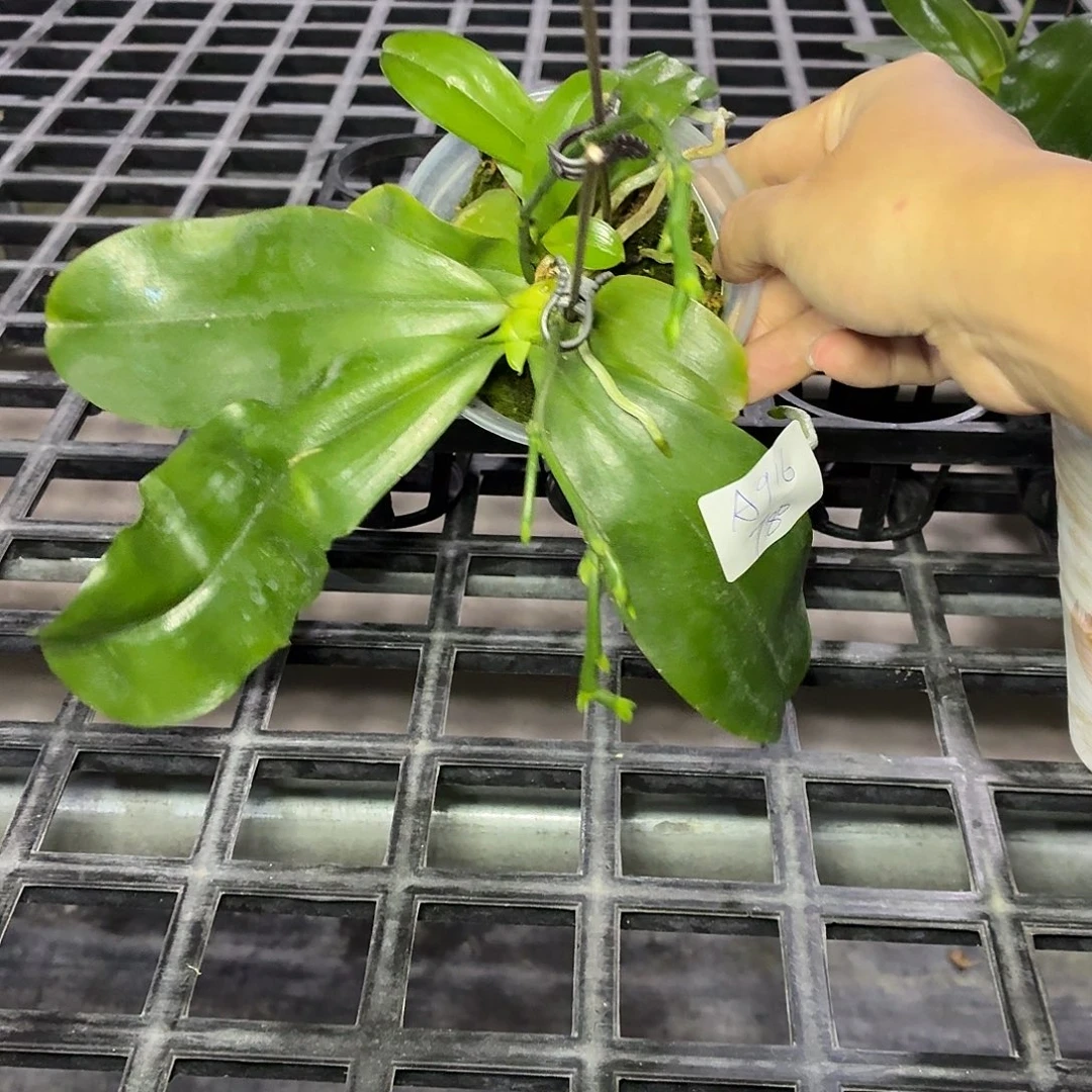 当前无花朵，栽培后可花朵A916盈收三号三苗连体