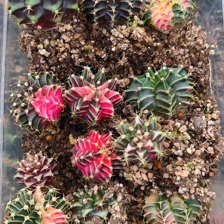 当前无花栽培后可以开花