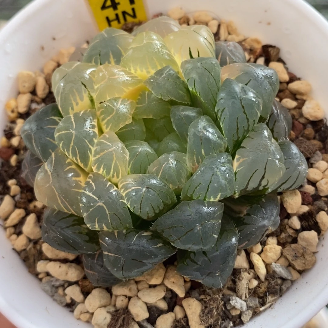 41恭喜发财大吉大利