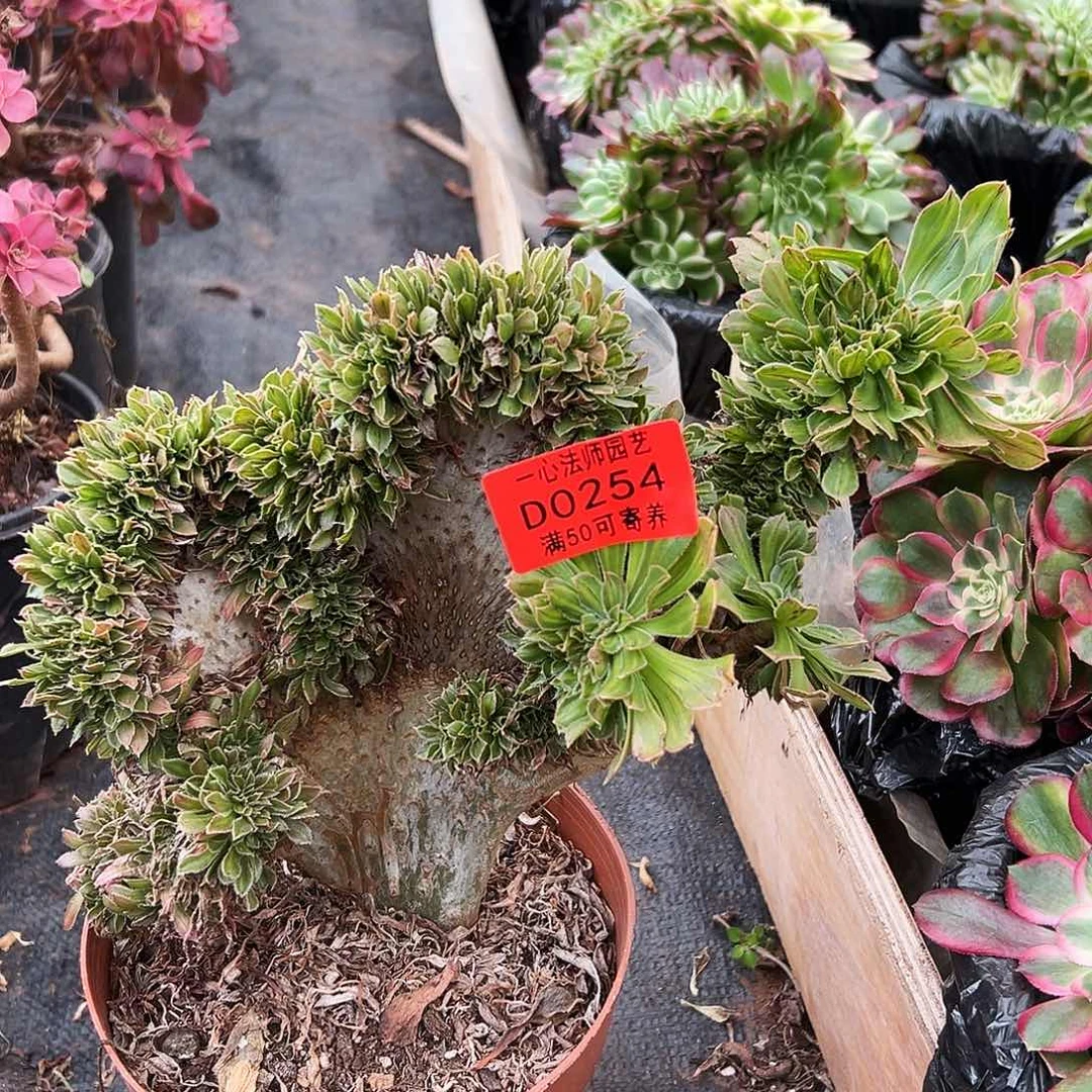 0254多肉植物碧螺春缀化