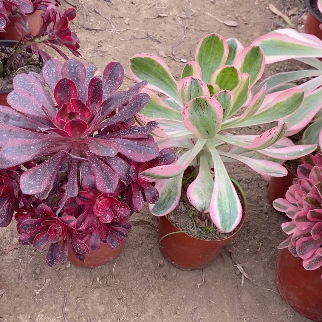 两颗法师加急发货8