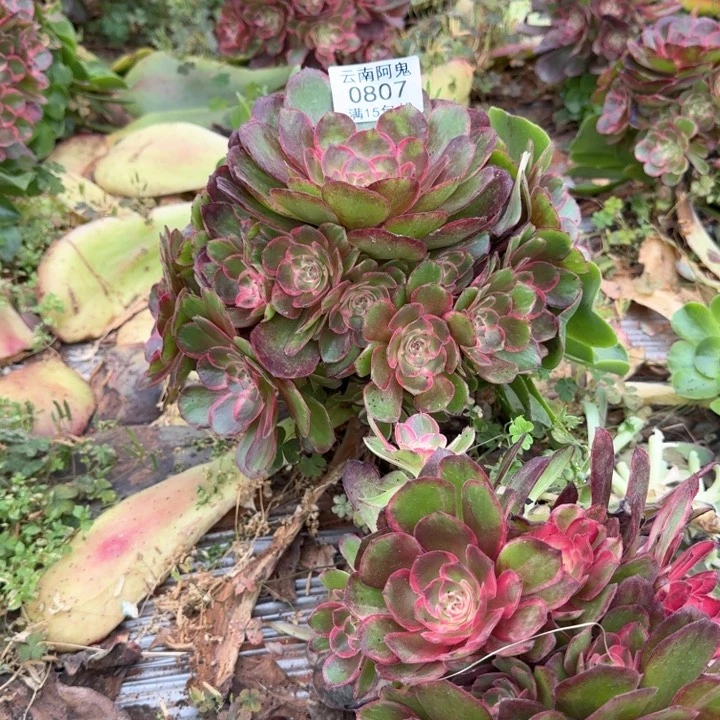 贵****田807号桃花坞啊啊啊