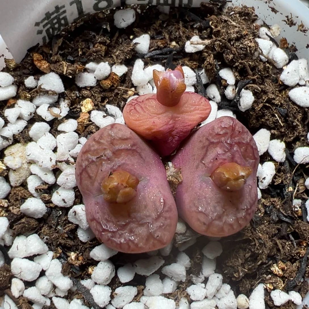 【闪购商品】 152。