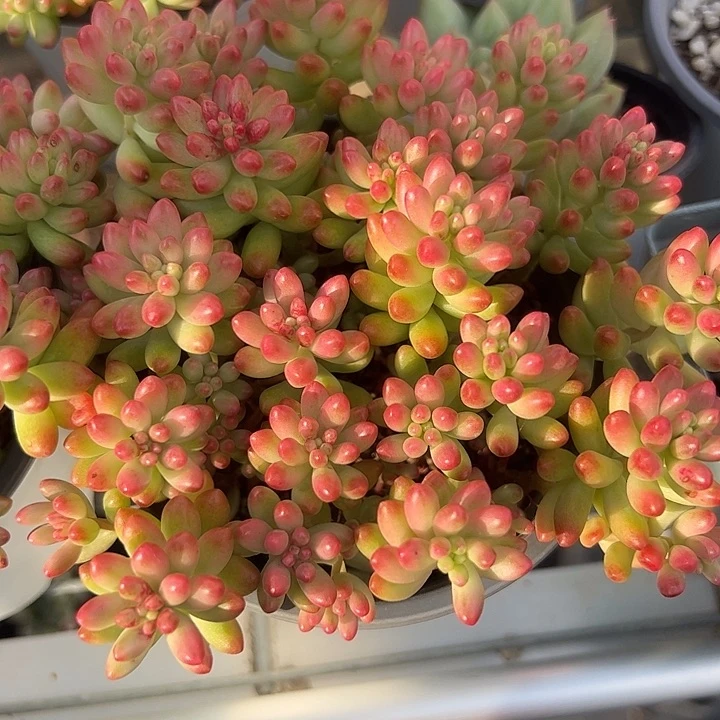 虹之玉锦多肉植物jingpin