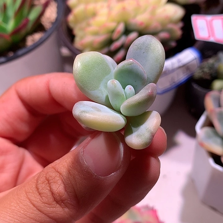 粉兔锦锦拉丝锦锦