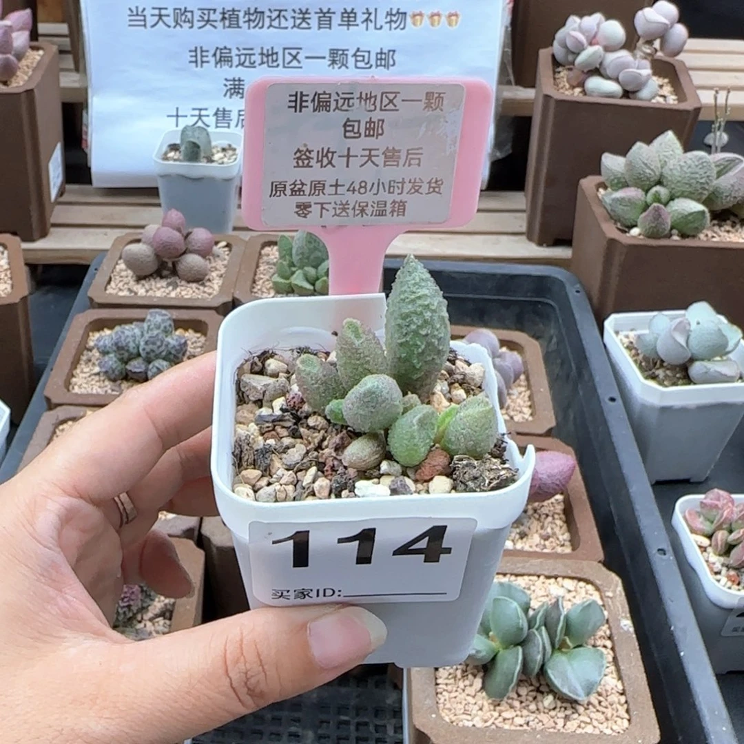 114白砂糖多肉植物