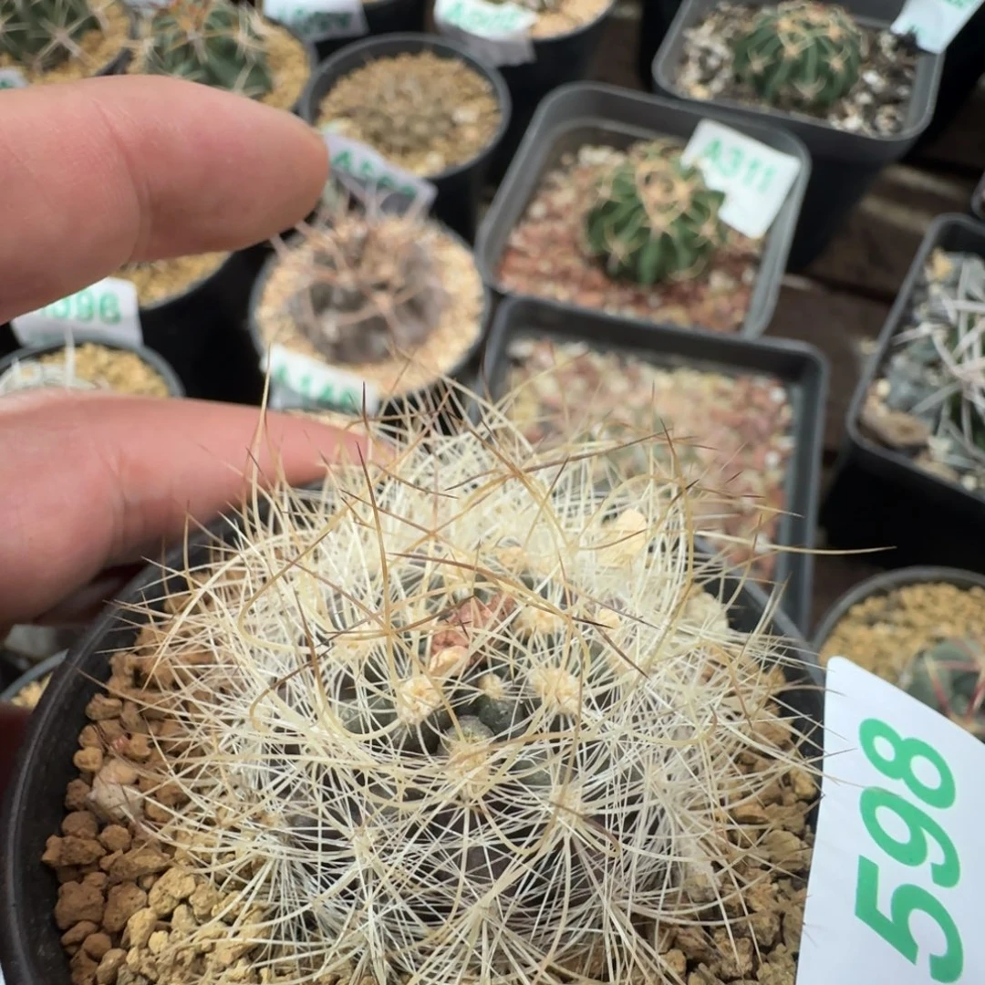 混乱玉 实生仙人球598